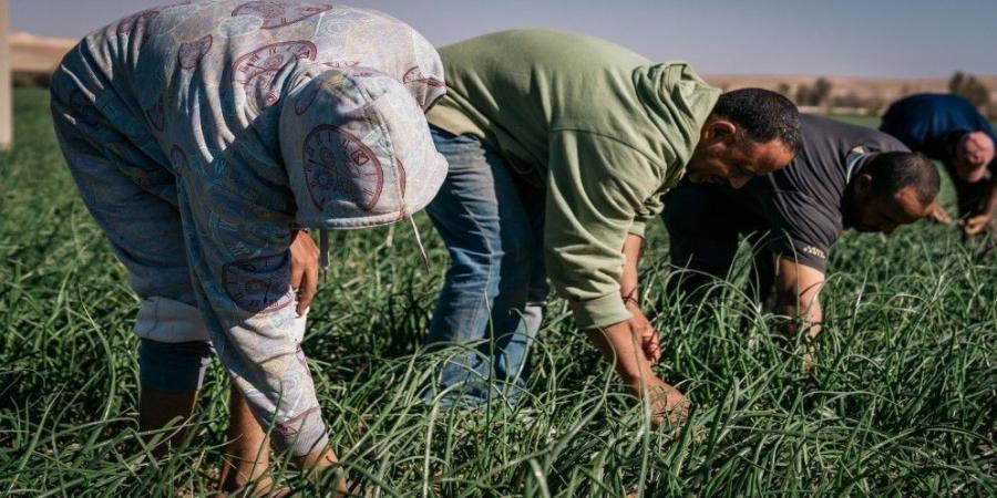 "مزارعو وادي الأردن": يجب تضافر الجهود لتذليل العقبات أمام الصادرات الأردنية - شبكة أطلس سبورت